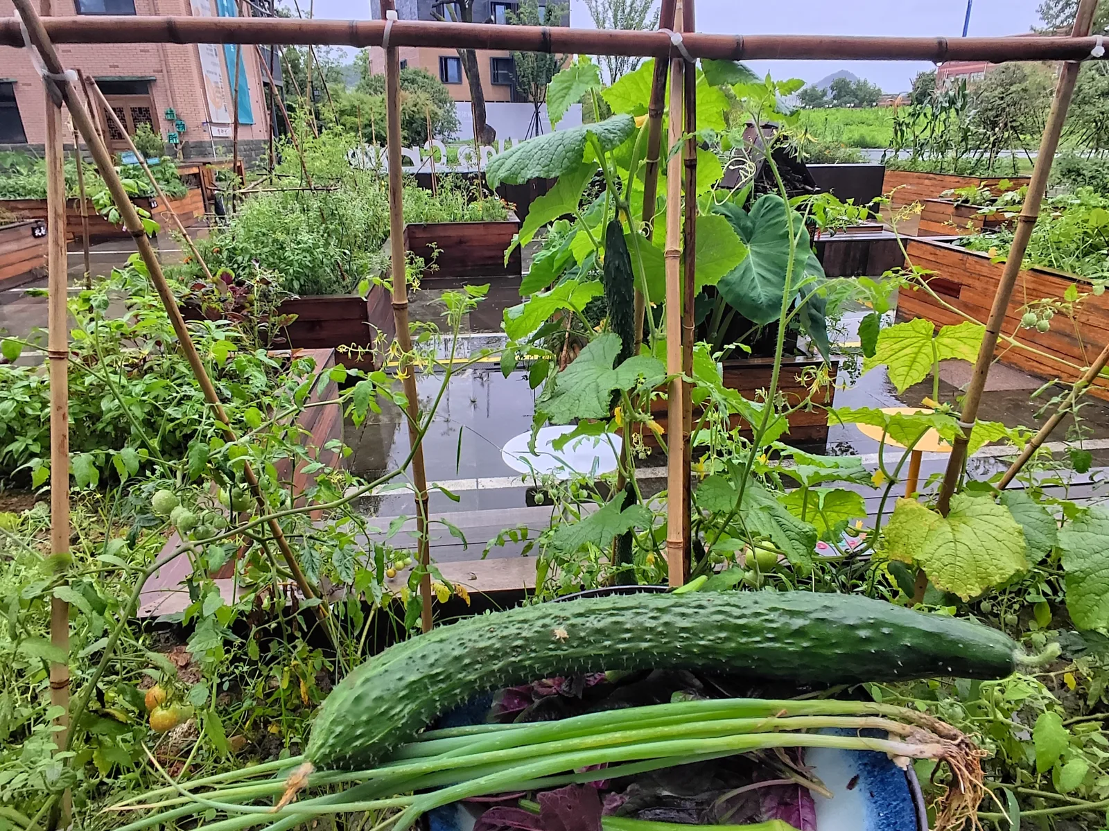 A long cucumber and a bunch of spring onions in the foreground, with bamboo trellises and full vegetable beds behind