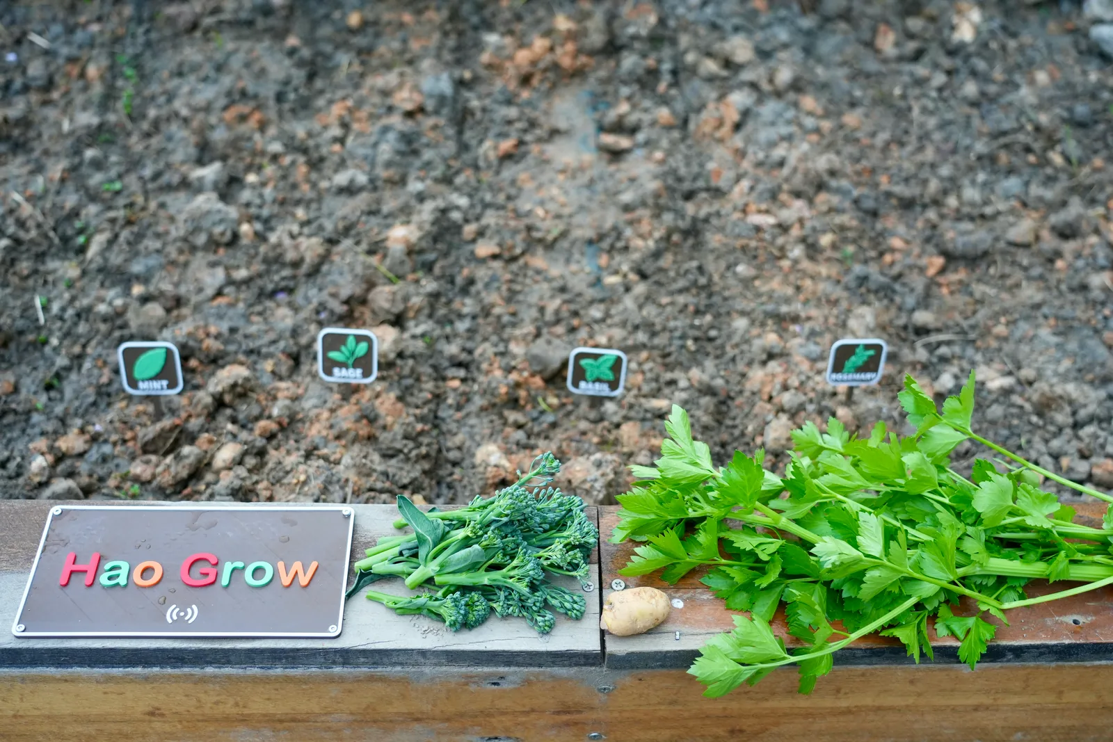 Small printed name-plates standing in bare soil behind a printed sign that reads Hao Grow, with cut herbs laid on the edge of the bed